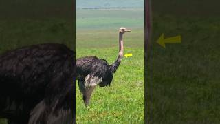 Ostrich Visibly Swallows Food #ngorongoro #ngorongorocrater #tanzania #safari