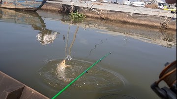 Câu cá dãnh sông tiền,trúng nước cá chép,dảnh ăn lia lịa