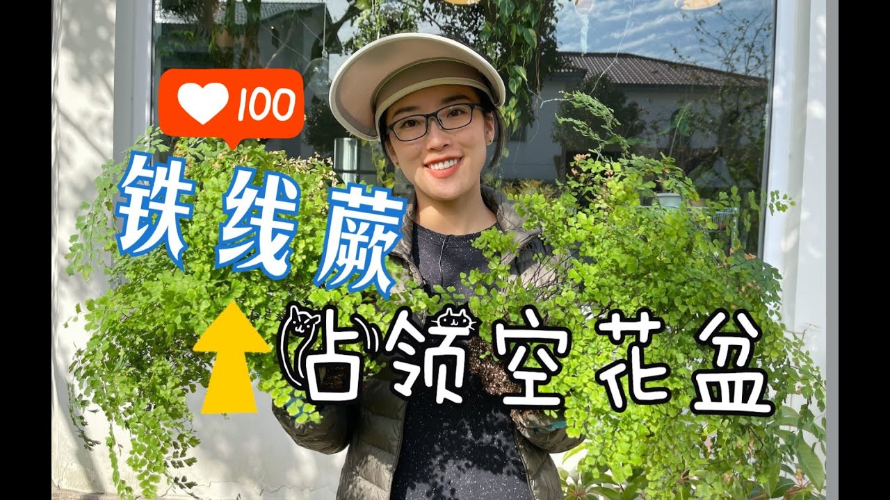 「山烏龜」技癢難耐開始發揮 | 鐵線蕨分株