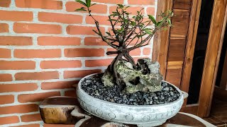 DIY | cara mudah membuat pot bonsai