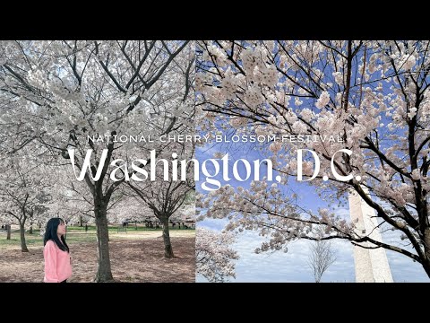 National Cherry Blossom Festival in Washington, D.C. 🌸