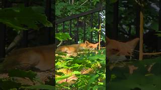 Is it swatting bugs—or just being playful? A fluffy fox's gentle showdown #fox #cute #nature