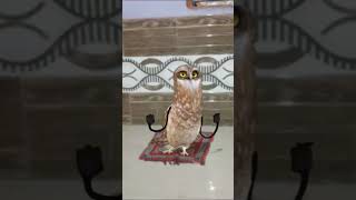 dancing owl 🦉 #funny #viral #comedy #trending #cute #birds #doomposting #dancingowl #newreel 😂😂😂😂😂