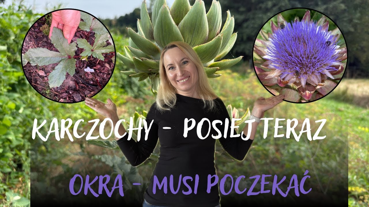 Mój sekret uprawy karczochów i okry - pewne plony! Kiedy siejemy?