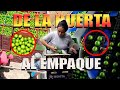 EL ORO VERDE EL MEJOR LIMÓN PERSA SIN VALOR de la huerta al empaque de México para el mundo