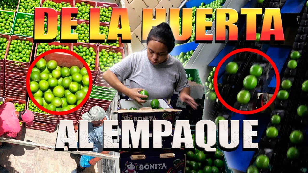 EL ORO VERDE EL MEJOR LIMÓN PERSA SIN VALOR de la huerta al empaque de México para el mundo