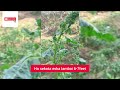 दुनिया का सबसे लंबा पलक पौधा ।। world longest feather tree ||