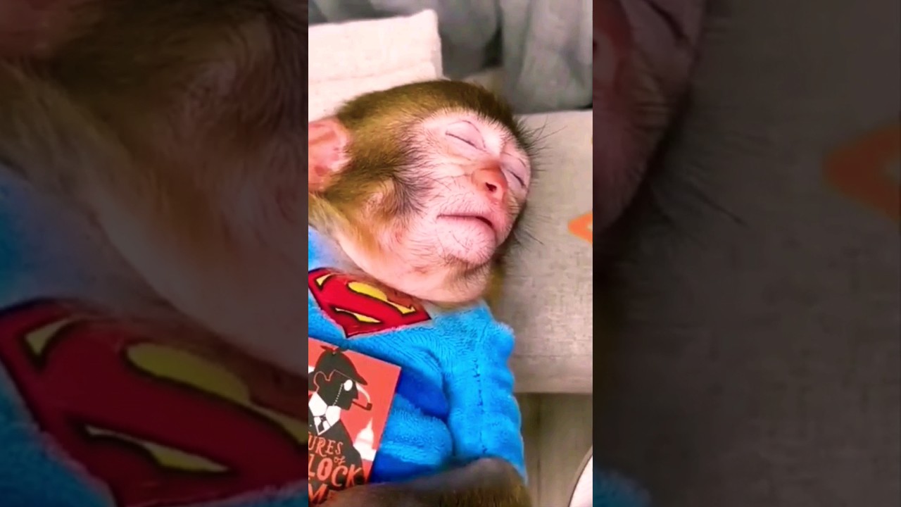 Animals Cute Baby Monkey Bon Bon sleeping and swimming with baby ducks