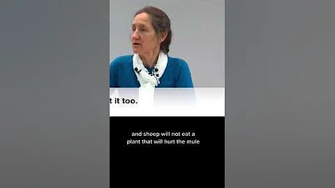 @Babara O’Neil #comfrey