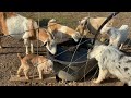 Baby Goats On The Farm