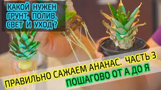 Посадка ананаса из верхушки. Правильный грунт, полив, свет и уход для выращивания ананаса? Часть 3