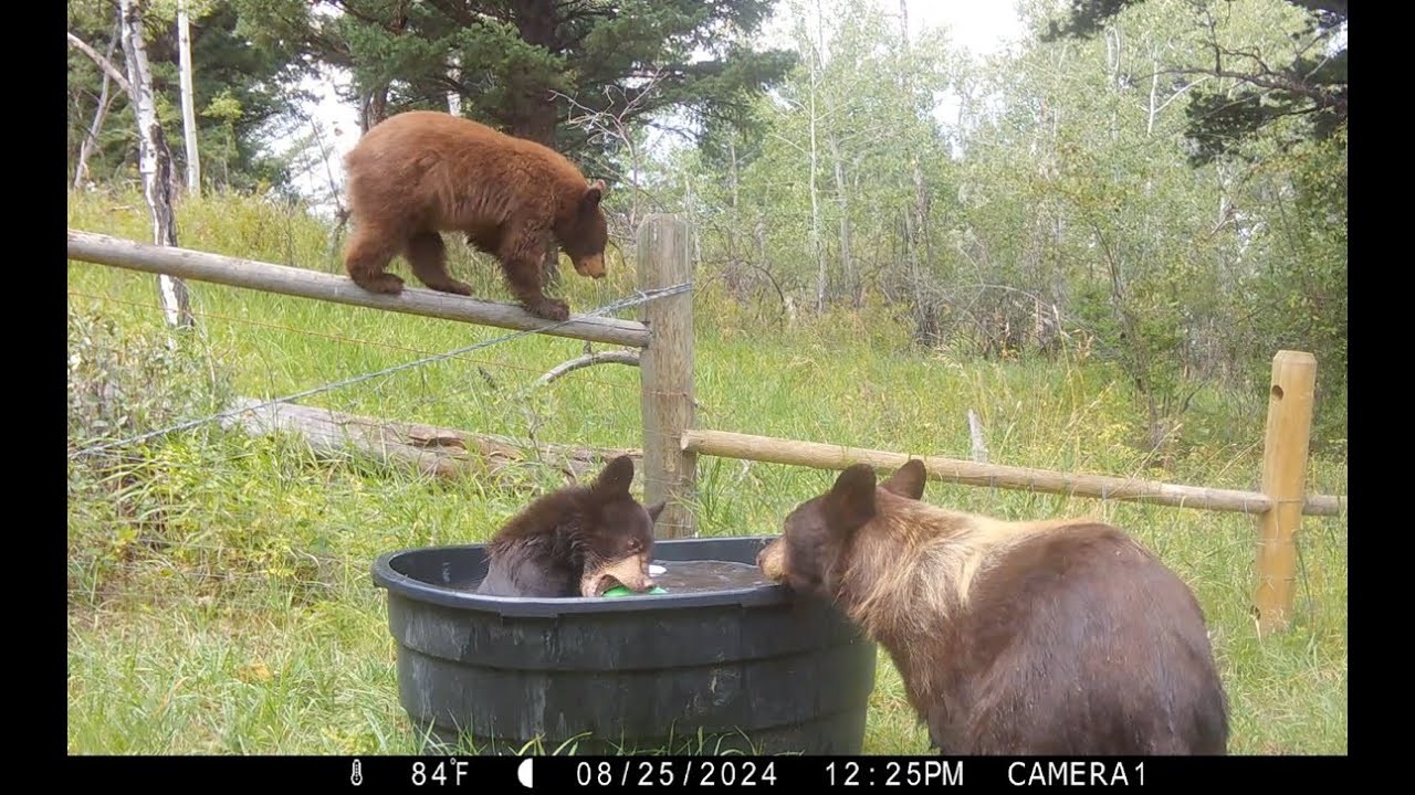 Mama Black Bear Shares the Tub with her Cub 08.25.24 - YouTube
