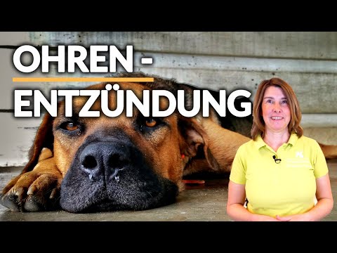 Video: Fragen Sie einen Tierarzt: Kann ich die Ohrenentzündung meines Hundes zu Hause behandeln?