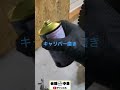 キャリパー研き