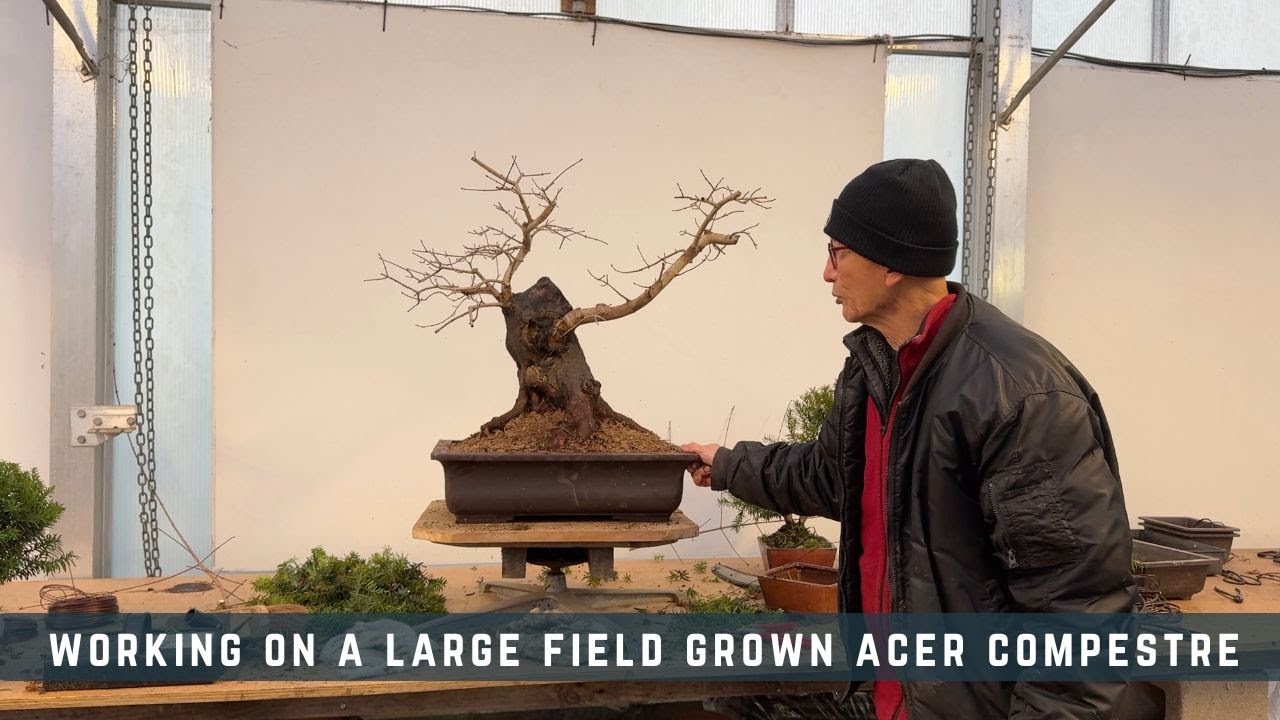 Working On a Large Field Grown Acer Compestre