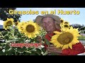 Los Girasoles para Polinizadores