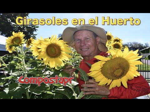 Sunflowers for Pollinators