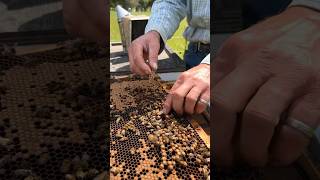 Queen Bee Cell Placed Into Hive 