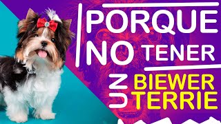 PORQUE NO TENER UN BIEWER TERRIER.