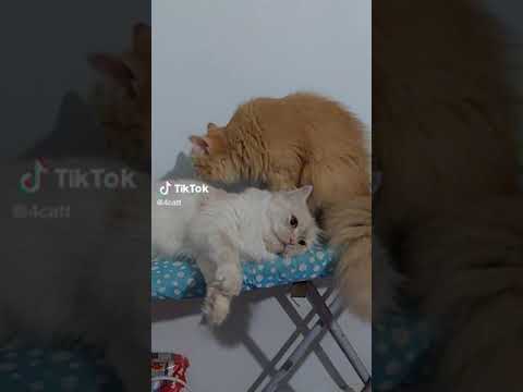 يا ربي على التلزيق لولي وموكا كل يوم 