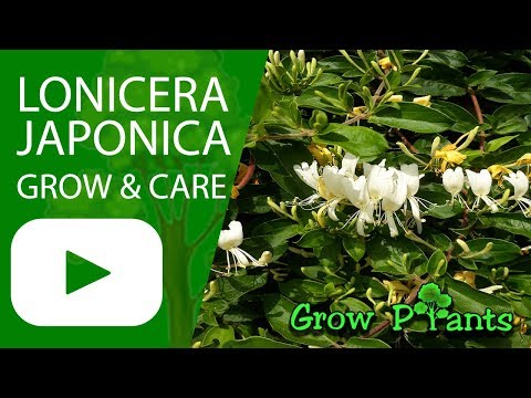 Lonicera japonica - grow & care hedge plant (Japanese honeysuckle)