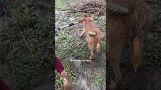 Puppy Found Abandoned In A Tornado | The Dodo