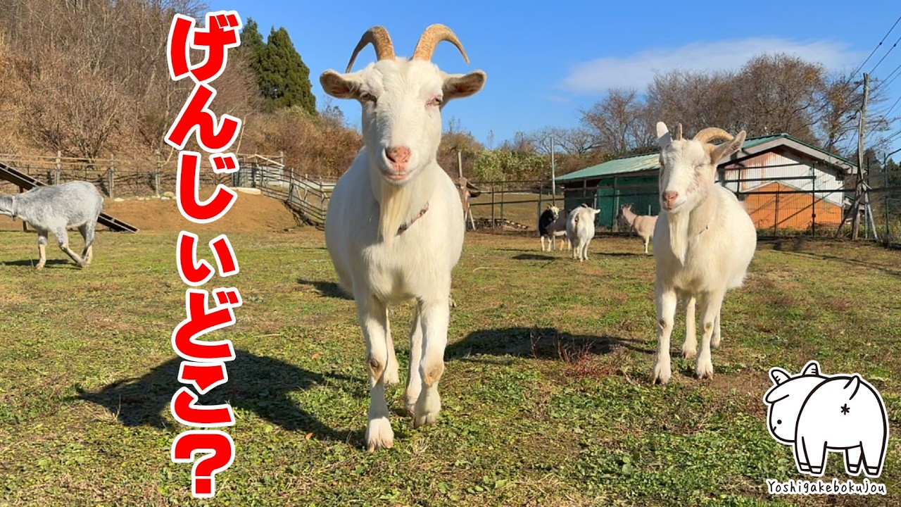ヤギファーストなげんじぃは…ごめんなさい留守になることもあります　2025年12月11日　吉がけ牧場　