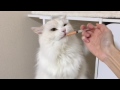 シリンジで上手にお薬を飲む猫 その6
