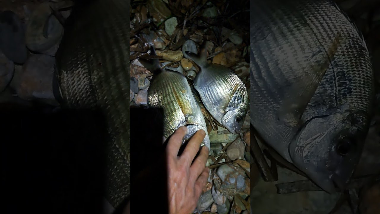 Sea breams on LRF (Ψάρεμα σαργού με LRF)