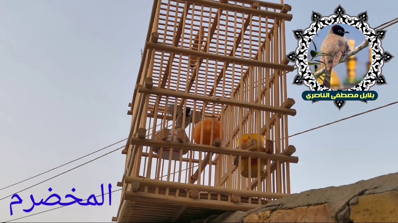 تراث البصره الأصيل #المخضرم_للعرض_فقط ||بلابل مصطفى الناصري||