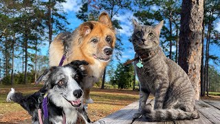 Cat Goes for Walk with Dog Friends by Paws to Journey 265 views 2 years ago 4 minutes, 45 seconds