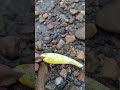 Some lures have been in the system for years