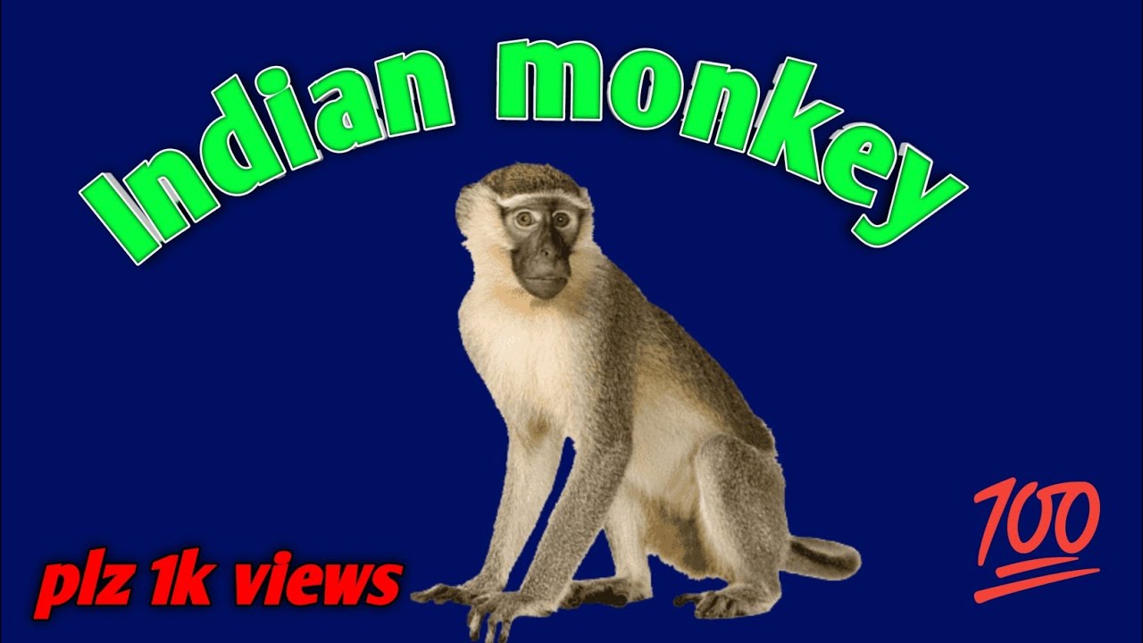 Indian monkey 