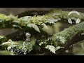 森の中で聞こえる鳥の鳴き声や木々の葉が揺れる風の音などの環境音や自然音