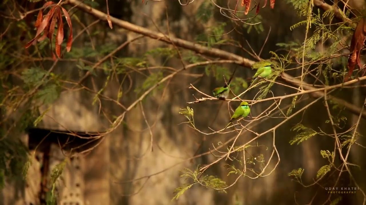 Green bee-eater bird's family... (for Birder)