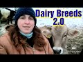 The Different Breeds of Dairy Cattle on Trinity Dairy/Which Breeds Work Well for a Family Milk Cow