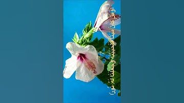 الزبير الغوزي من سورة الأنعام 😔 #religion #explore