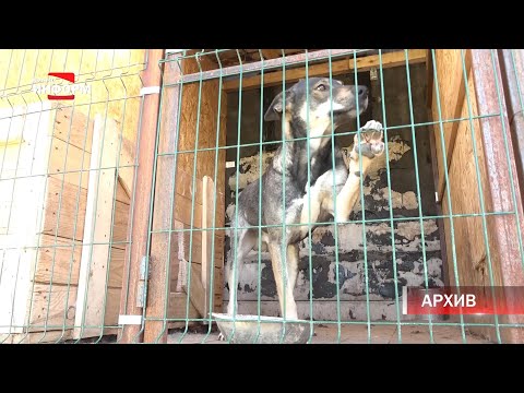 Впервые в Пыть-Яхе ярмарка бездомных животных!