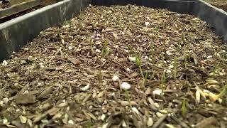 Geothermal Greenhouse Update - Climate Battery Upgrade - New Fan Idea - Peas Are Popping