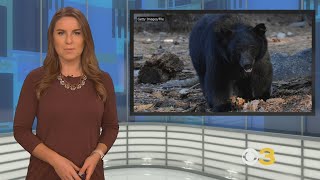 New Jersey's Black Bear Hunt Gets Underway For Archers