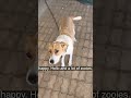 Puppies every morning #dog #puppy #funny #funny #cute #cutedog