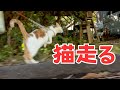 走る猫ポノちゃんを今年もよろしくお願いします!