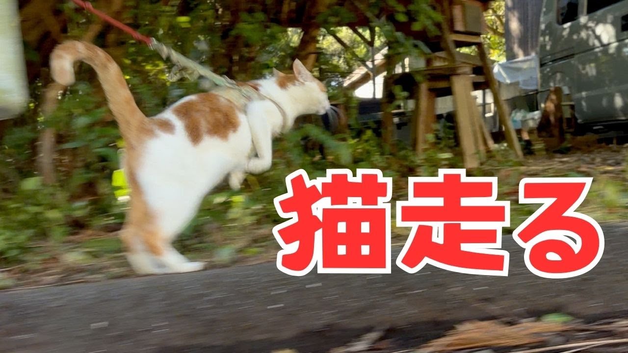 走る猫ポノちゃんを今年もよろしくお願いします!