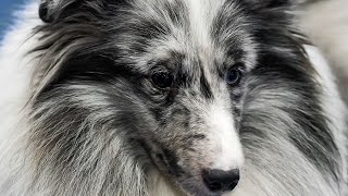 Comparing the Shetland Sheepdog and Miniature Collie Differences and Similarities