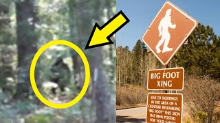 New 'Bigfoot Sighting' Leaves Expert Admitting 'It Could Be Real'!