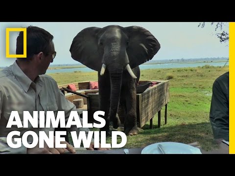 Elephant Party Crasher | Animals Gone Wild