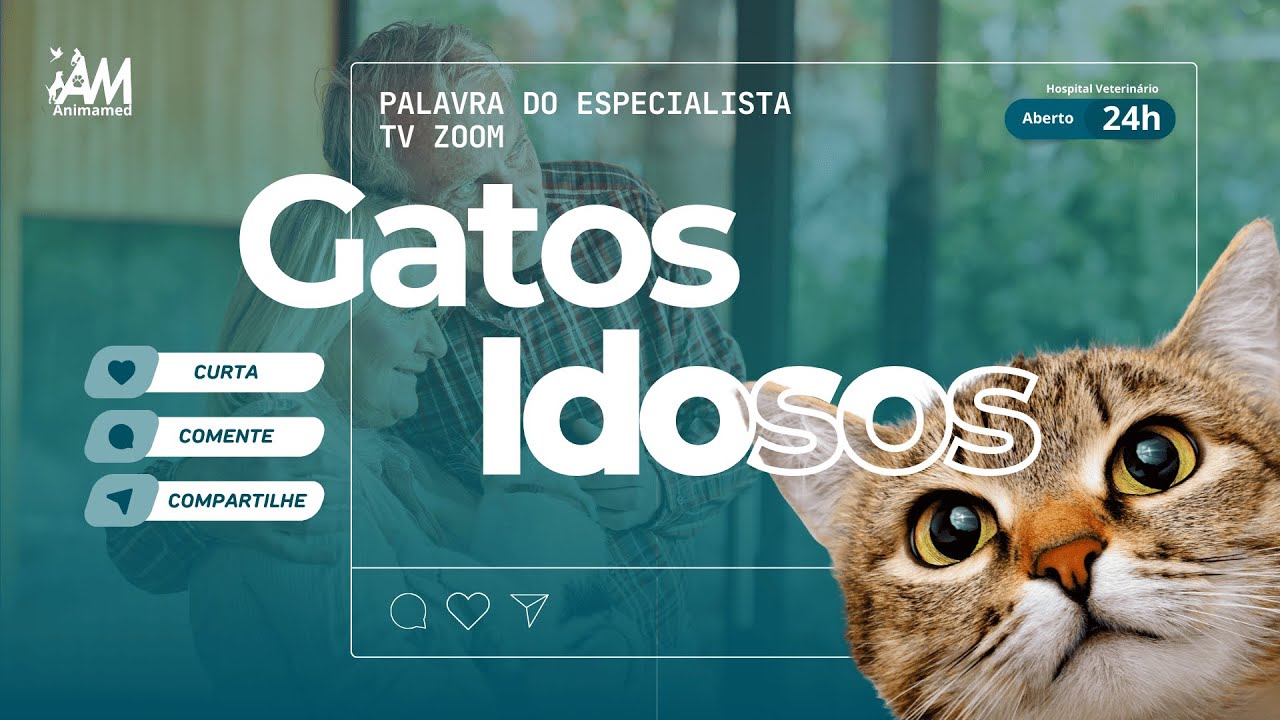 Cuidados especiais para gatos idosos: o que muda e como adaptar o dia a dia