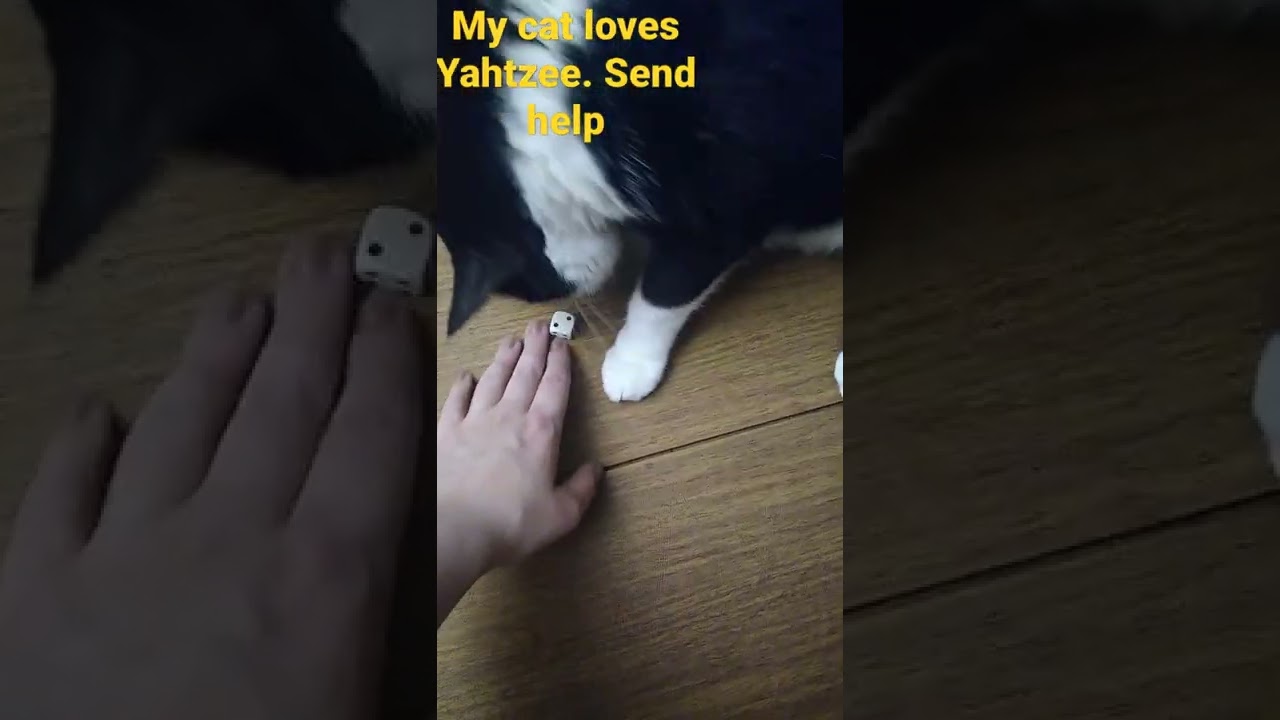 cat plays with game dice