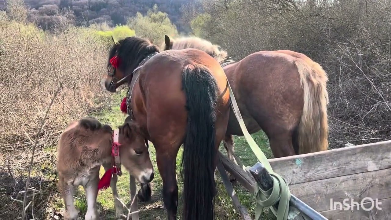 Коні Ваговози 🔥🐎🇺🇦/Перший урок для Барона🔥🐎💪/Доля продається ‼️🐎🇺🇦🔥💵