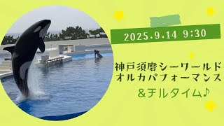 須磨シーワールド　オルカ 神戸須磨シーワールド】オルカパフォーマンス オルカスタディ
